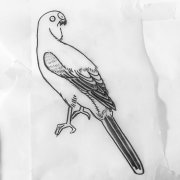 鹦鹉纹身手稿
